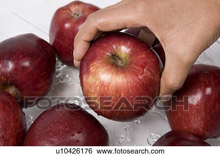 A woman picking an apple View Large Photo Image Stock Photograph - A woman picking an apple . Fotosearch