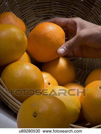 A woman picking an orange View Large Photo Image Stock Image - A woman picking an orange . Fotosearch