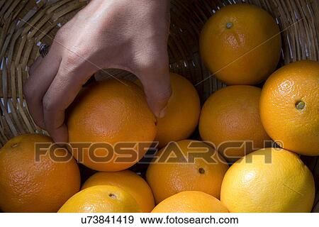 Stock Photo - A woman picking an orange . Fotosearch