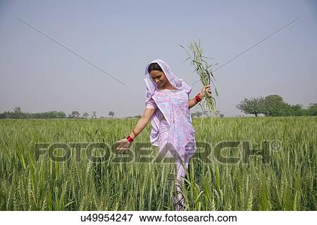 Stock Photo - An Indian female farm worker walking through wheat field . Fotosearch