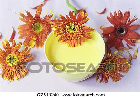 Stock Image - Bowl and gerberas . Fotosearch