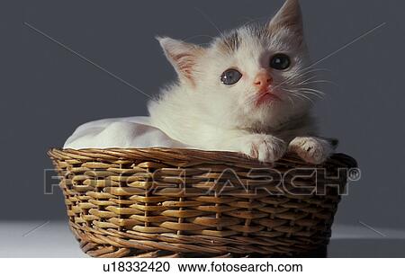 Stock Image - Cat in a basket . Fotosearch