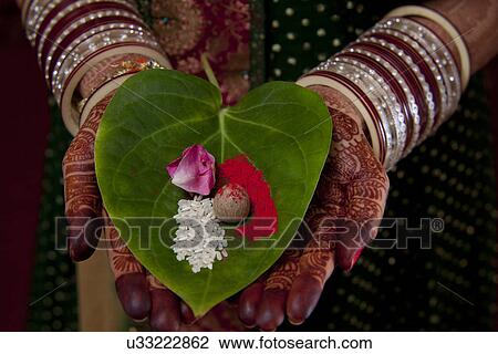 Close-up of Indian bride's hand holding areca nut, flower petal and rice on leaf View Large Photo Image Stock Image - Close-up of Indian bride's hand holding areca nut, flower petal and rice on leaf . Fotosearch
