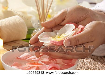 Stock Photo - Cupped hands with rose petals and orchid . Fotosearch