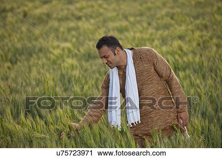 Stock Image - Indian farmer in wheat field . Fotosearch