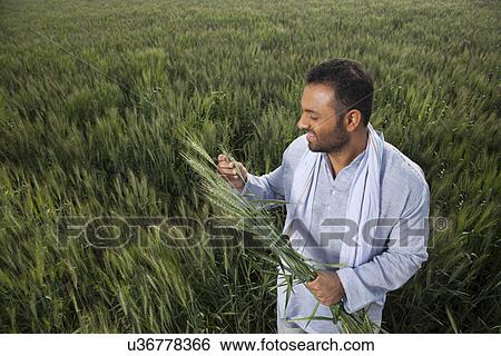 Stock Photograph - Indian man holding crop plant . Fotosearch