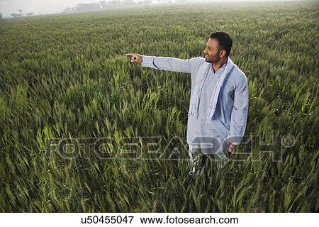 Stock Photo - Indian man pointing at something while standing in a field . Fotosearch