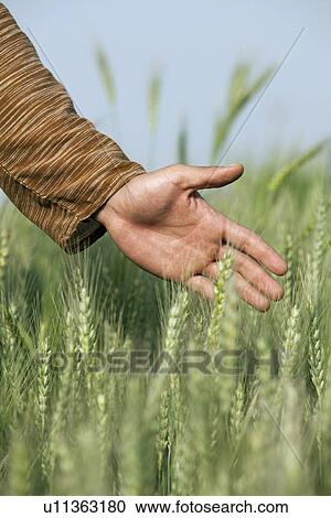 Male hand touching wheat stalks View Large Photo Image Stock Image - Male hand touching wheat stalks . Fotosearch
