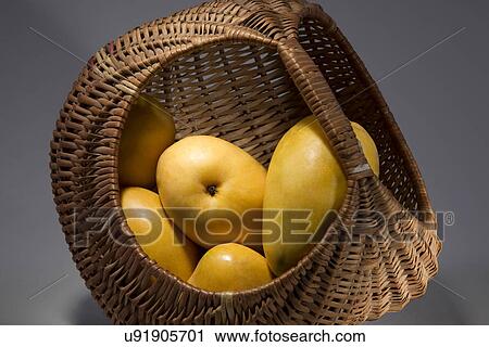 Mangoes in a basket View Large Photo Image Stock Image - Mangoes in a basket . Fotosearch