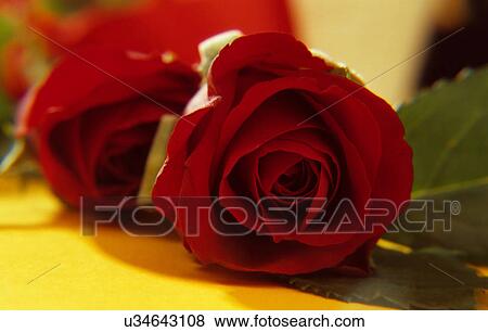 Rose View Large Photo Image Stock Photo - Rose . Fotosearch