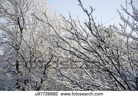 Branches covered in snow View Large Photo Image Stock Image - Branches covered in snow. Fotosearch