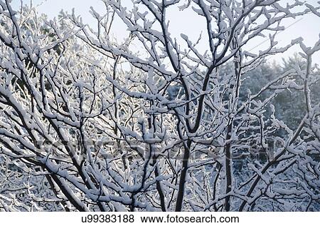 Branches covered in snow View Large Photo Image Stock Photo - Branches covered in snow. Fotosearch