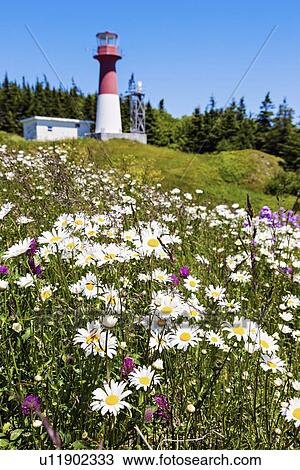 Stock Image - Flowers on hill with lighthouse on background. Fotosearch