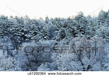 Forest in winter View Large Photo Image Picture - Forest in winter. Fotosearch