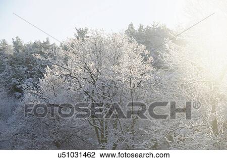 Forest in winter View Large Photo Image Stock Image - Forest in winter. Fotosearch