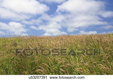 Green meadow View Large Photo Image Stock Image - Green meadow. Fotosearch