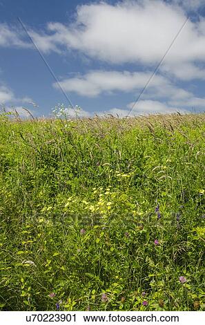 Green meadow View Large Photo Image Stock Image - Green meadow. Fotosearch