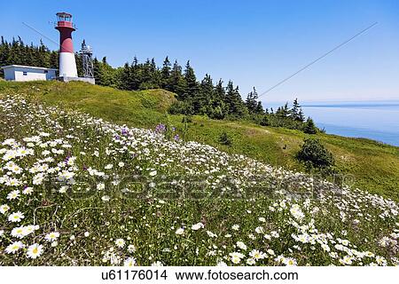 Meadow with flowers and Cape Spencer Lighthouse in background View Large Photo Image Picture - Meadow with flowers and Cape Spencer Lighthouse in background. Fotosearch