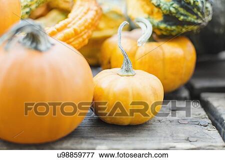 Stock Photo - Pumpkins on table. Fotosearch