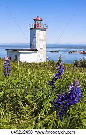 Stock Image - Quaco Head Lighthouse and blue flowers on foreground. Fotosearch