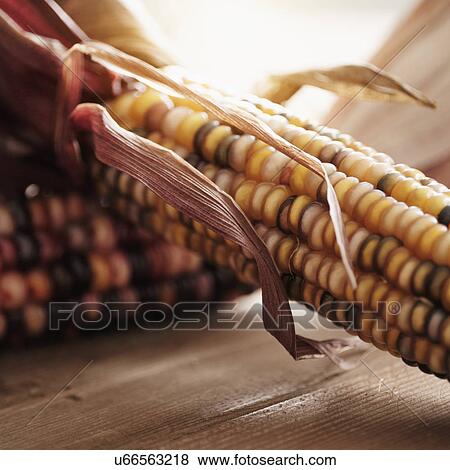 Studio shot of indian corn View Large Photo Image Stock Photo - Studio shot of indian corn. Fotosearch