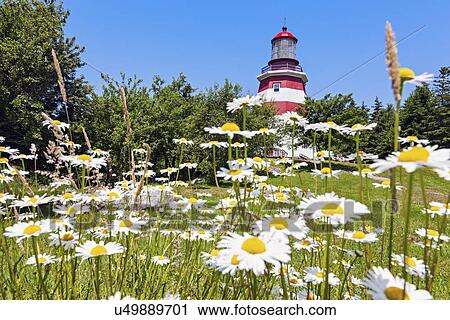 View of meadow with flowers and lighthouse in background View Large Photo Image Stock Image - View of meadow with flowers and lighthouse in background. Fotosearch