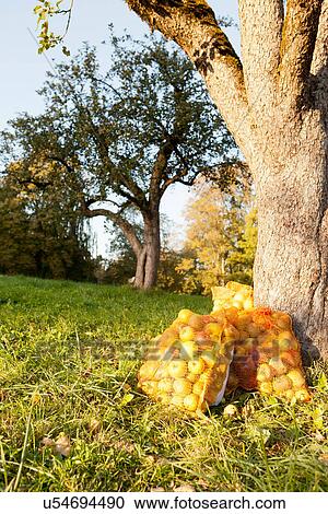 Stock Image - Bags of apples in rural field. Fotosearch
