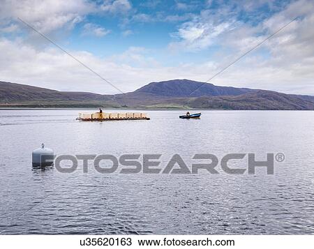 Stock Image - Barge with harvested fish on loch of Scottish salmon farm. Fotosearch