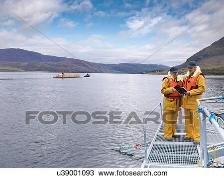 Stock Image - Barge with harvested fish on loch of Scottish salmon farm. Fotosearch