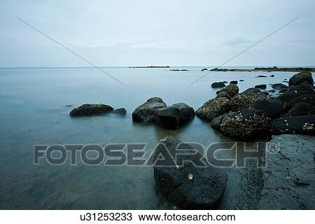 Stock Image - Barnacle-covered rocks on coastline. Fotosearch