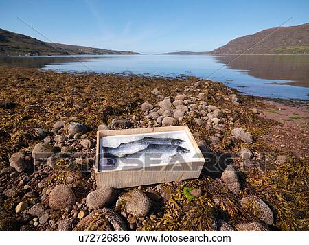 Box of two freshly caught salmon in ice on beach View Large Photo Image Stock Photograph - Box of two freshly caught salmon in ice on beach. Fotosearch