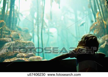 Boy admiring fish in aquarium View Large Photo Image Stock Image - Boy admiring fish in aquarium. Fotosearch