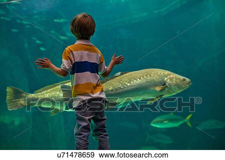 Boy admiring fish in aquarium View Large Photo Image Stock Photo - Boy admiring fish in aquarium. Fotosearch