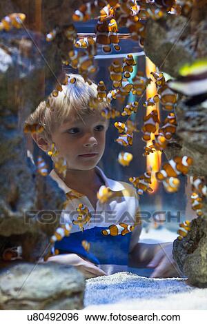 Boy admiring fish in aquarium View Large Photo Image Stock Photograph - Boy admiring fish in aquarium. Fotosearch