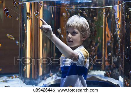 Boy admiring fish in aquarium View Large Photo Image Stock Photography - Boy admiring fish in aquarium. Fotosearch