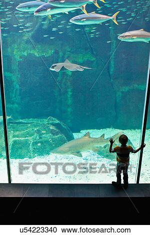 Boy admiring shark in aquarium View Large Photo Image Stock Image - Boy admiring shark in aquarium. Fotosearch