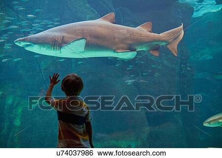 Stock Photograph - Boy admiring shark in aquarium. Fotosearch