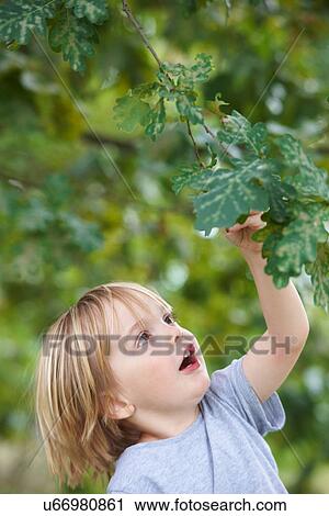 Stock Image - Boy examining leaves outdoors. Fotosearch