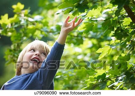 Boy examining leaves outdoors View Large Photo Image Stock Image - Boy examining leaves outdoors. Fotosearch