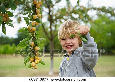 Boy picking fruit off tree View Large Photo Image Stock Photo - Boy picking fruit off tree. Fotosearch