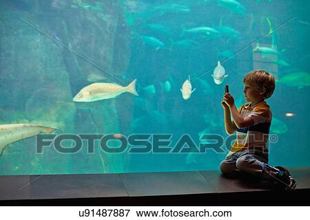 Boy taking pictures of fish in aquarium View Large Photo Image Stock Photo - Boy taking pictures of fish in aquarium. Fotosearch