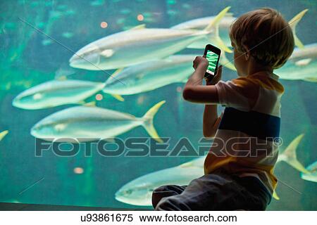Boy taking pictures of fish in aquarium View Large Photo Image Stock Photography - Boy taking pictures of fish in aquarium. Fotosearch