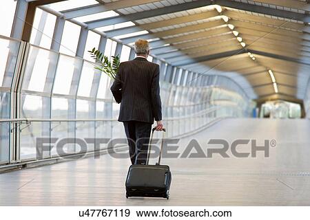 Businessman wheeling luggage with plant View Large Photo Image Stock Photo - Businessman wheeling luggage with plant. Fotosearch