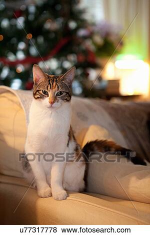 Cat sitting on couch in living room View Large Photo Image Stock Photo - Cat sitting on couch in living room. Fotosearch