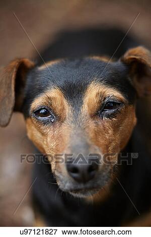 Close up of dog's face View Large Photo Image Stock Photo - Close up of dog's face. Fotosearch