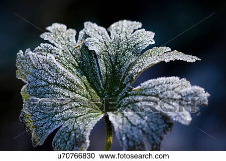 Stock Image - Close up of frosty plant. Fotosearch