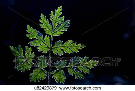 Close up of frosty plant View Large Photo Image Stock Photo - Close up of frosty plant. Fotosearch