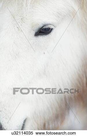 Close up of horse's eye View Large Photo Image Stock Photography - Close up of horse's eye. Fotosearch