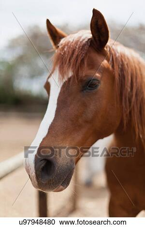 Stock Image - Close up of horse's face. Fotosearch