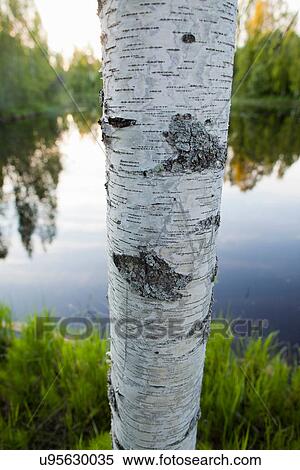 Stock Photography - Close up of peeling bark on tree. Fotosearch